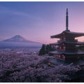 Mt Fuji Sakura