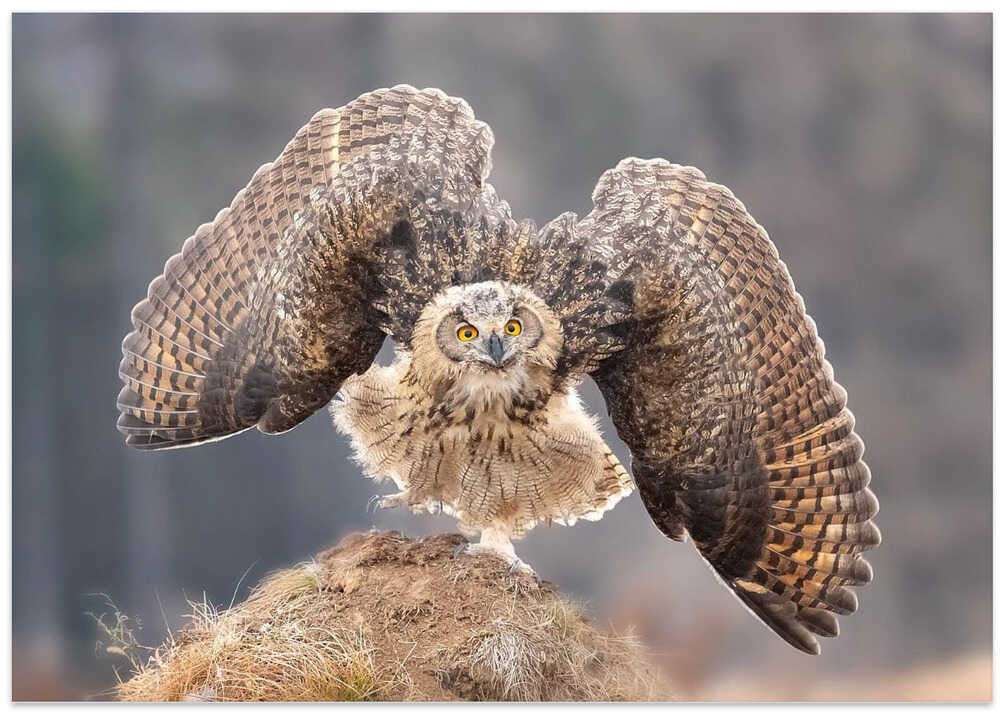 Dancing like a peacock