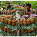 Pineapple seller