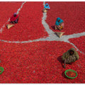 Women collecting red chilies
