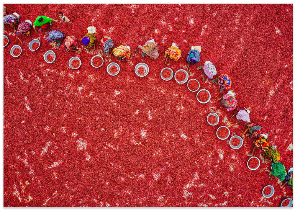 Collecting red chilies