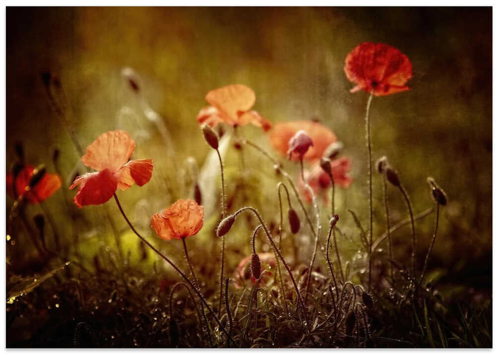 poppies