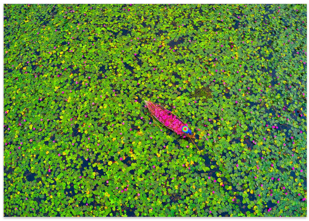 Collecting waterlily