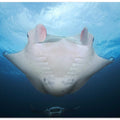 Manta mother