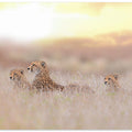 Cheetah Family