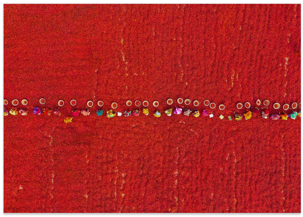 Pickers line up to sort chillis