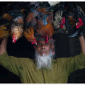 Cock seller