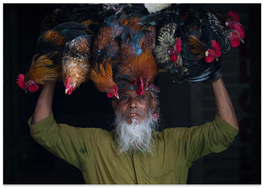 Cock seller