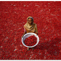 Red chilli worker