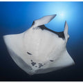 Océanic Manta Ray