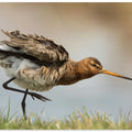 our national bird....the godwit