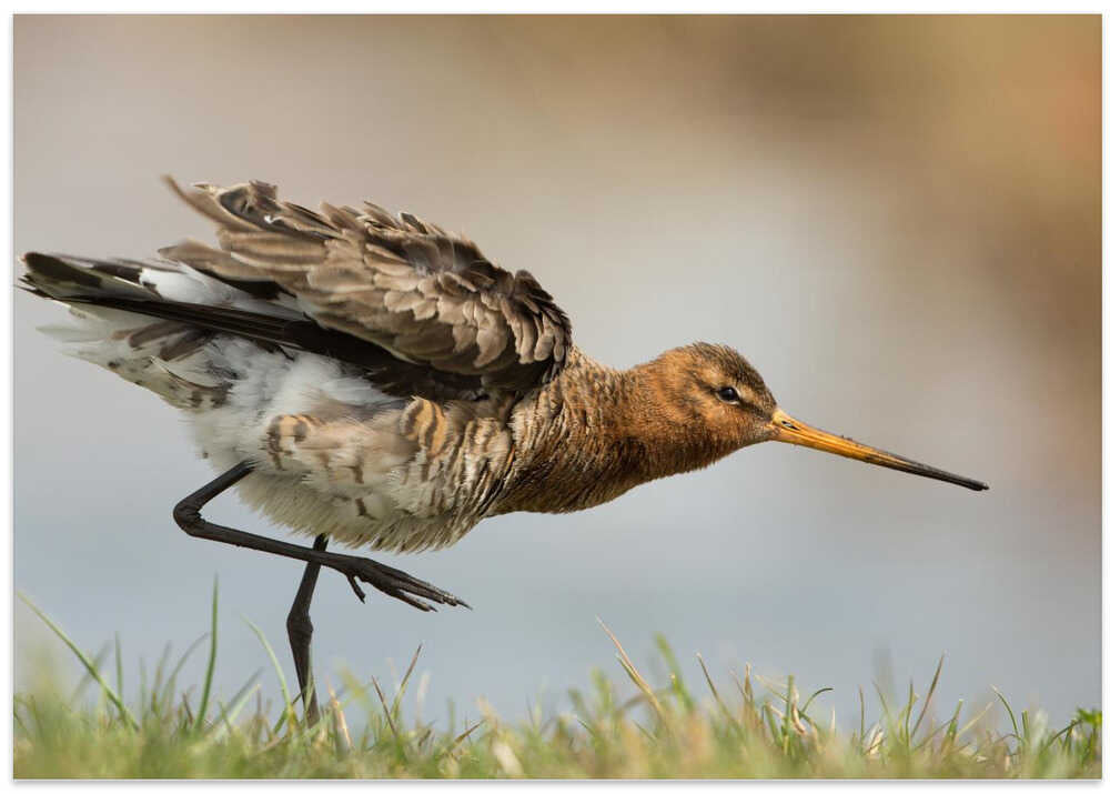 our national bird....the godwit