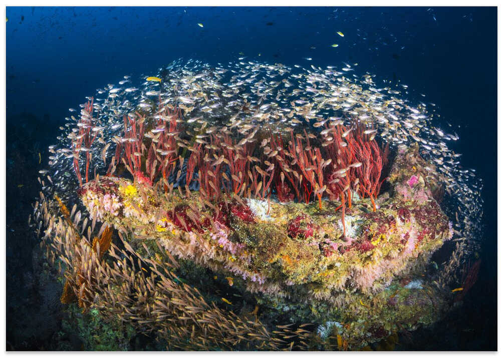 Reefscape of Tachai Pinnacle