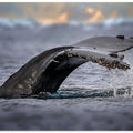 Humpback whale, the owner of Antarctic Ocean
