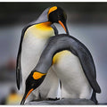 Love story of King Penguins