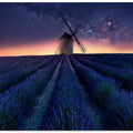 Lavender night