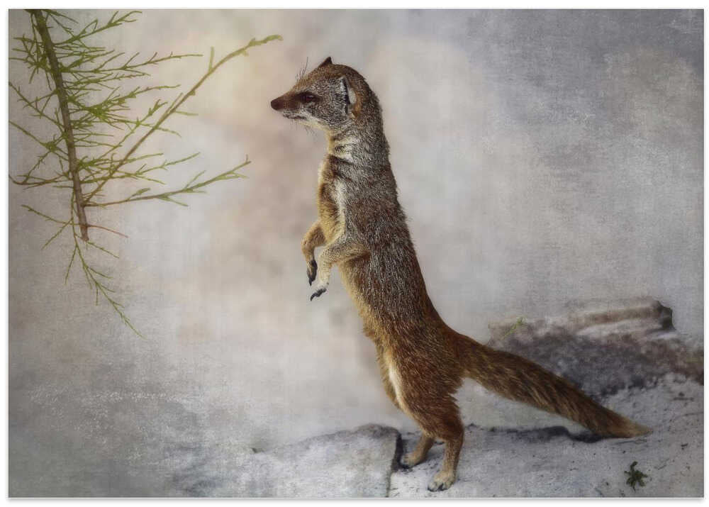 stand up, stand up ...