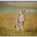 A Cruising Cheetah