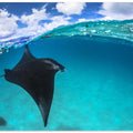 A reef manta ray in Mayotte