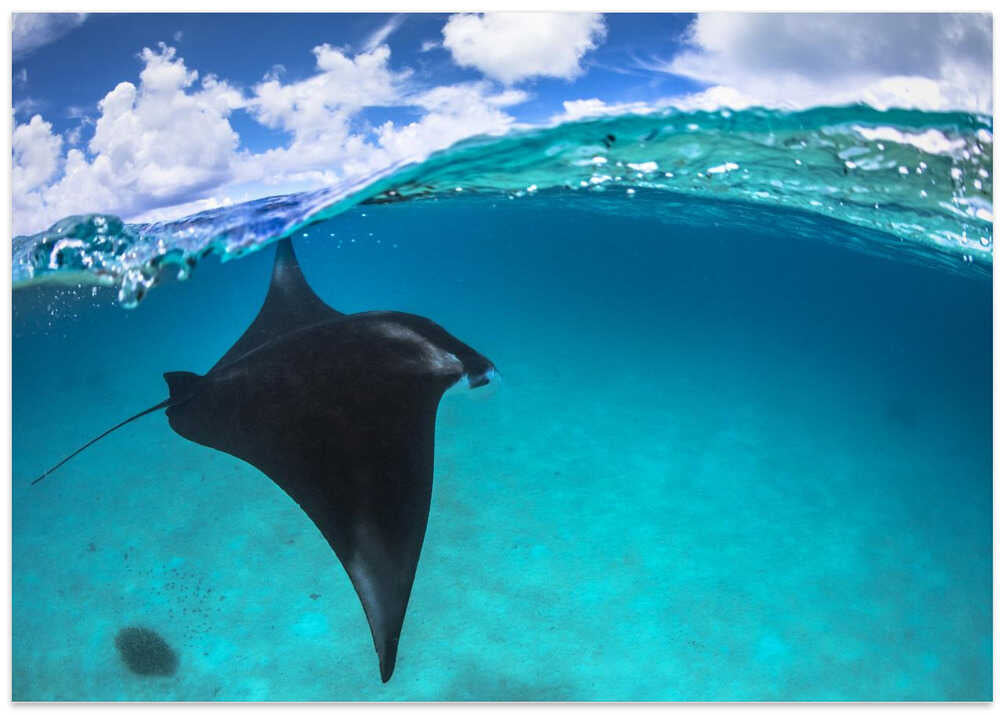 A reef manta ray in Mayotte