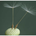 Dandelion Seed