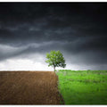Lonely tree against a dramatic sky!