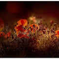 Poppies