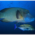 Humphead wrasse