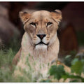 LIONESS (BERBER)