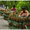 Transporting pineapples