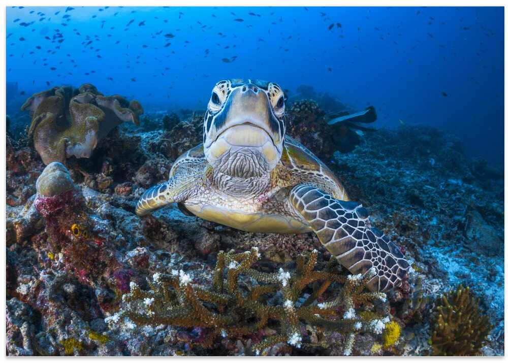Face to face with a green turtle