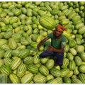 Watermelons worker