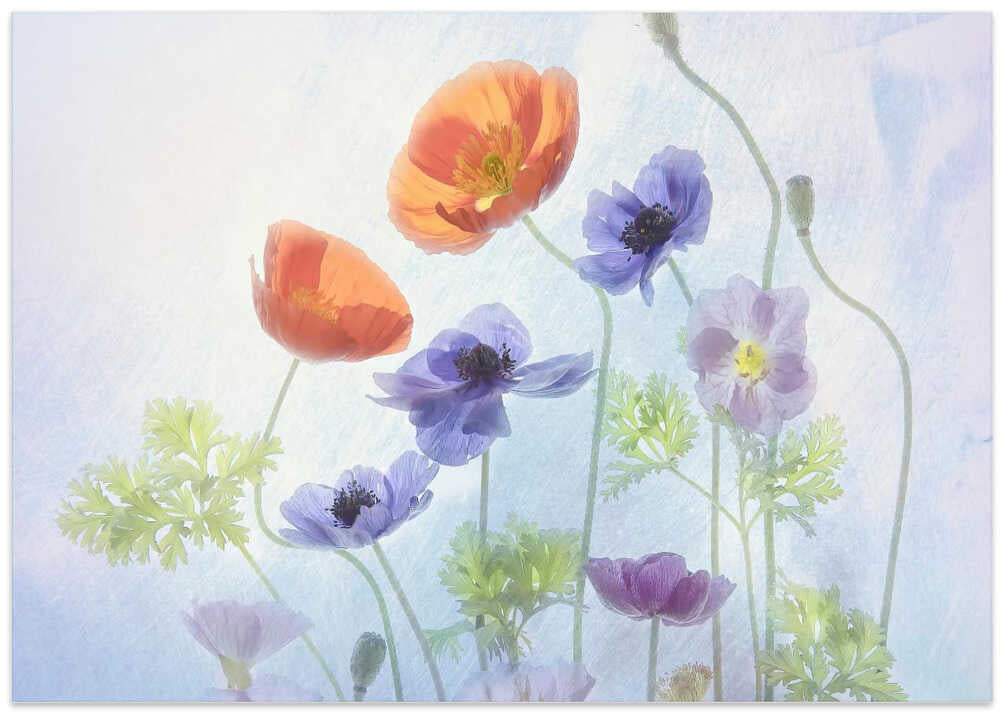Poppy & Anemone