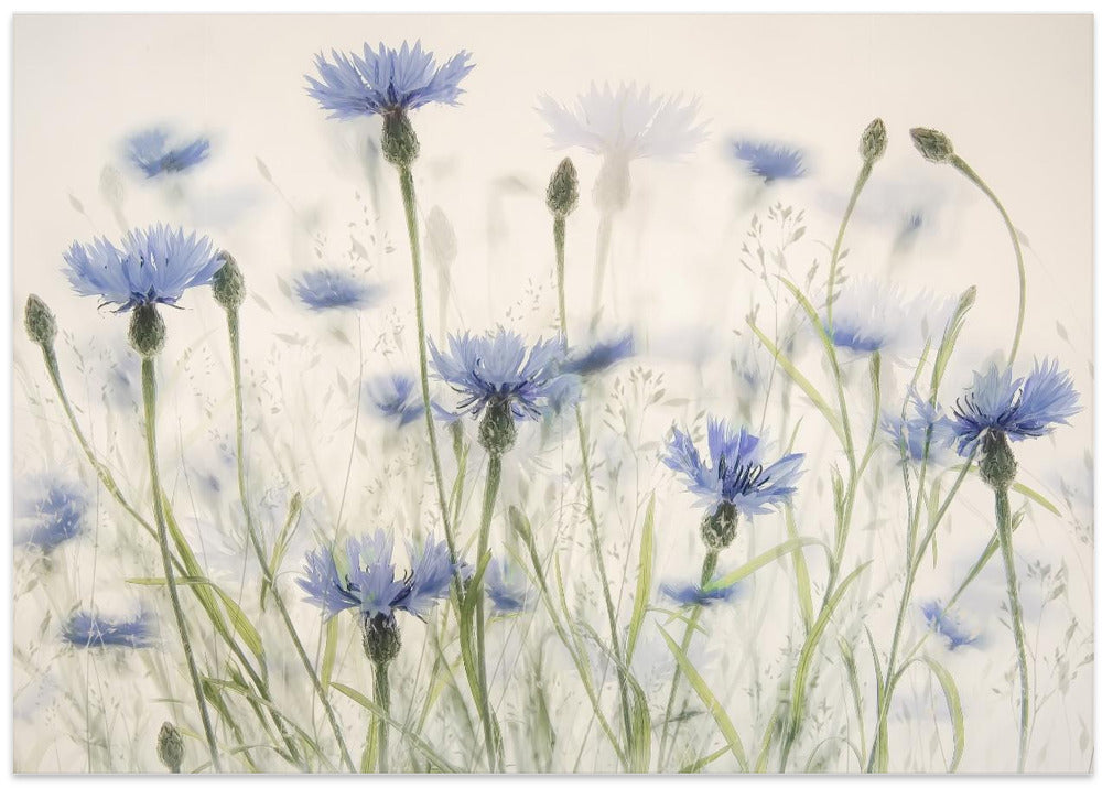 Cornflowers