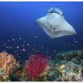 Ocean Manta Ray on the reef