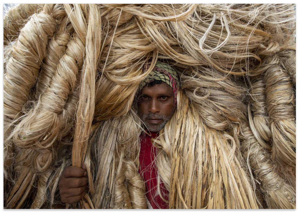 Workers carry heavy jute fibers on their shoulders
