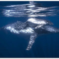 A humpback whale and its calf