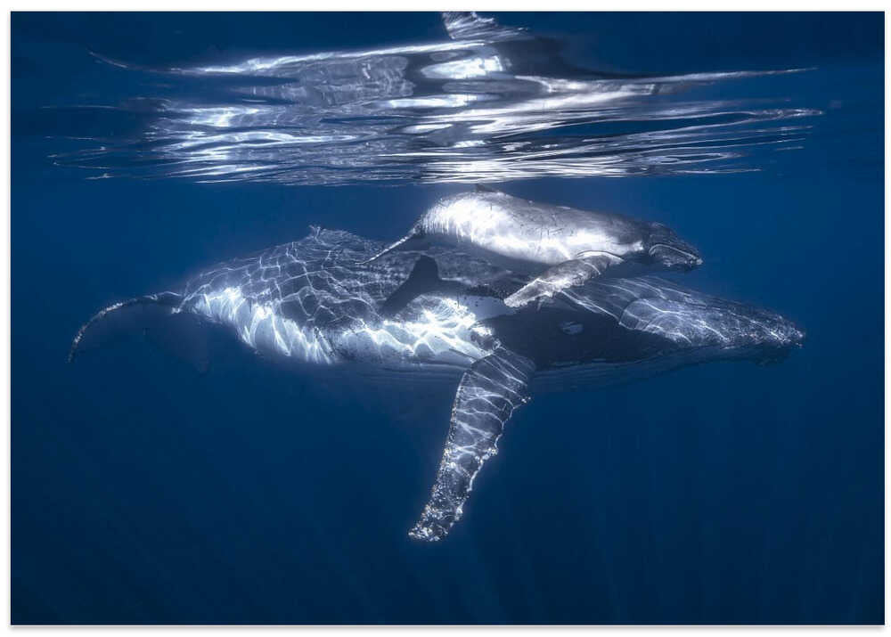 A humpback whale and its calf