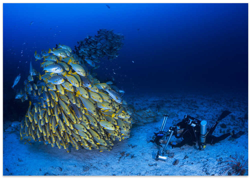 Face to face with diagonal-banded sweetlips
