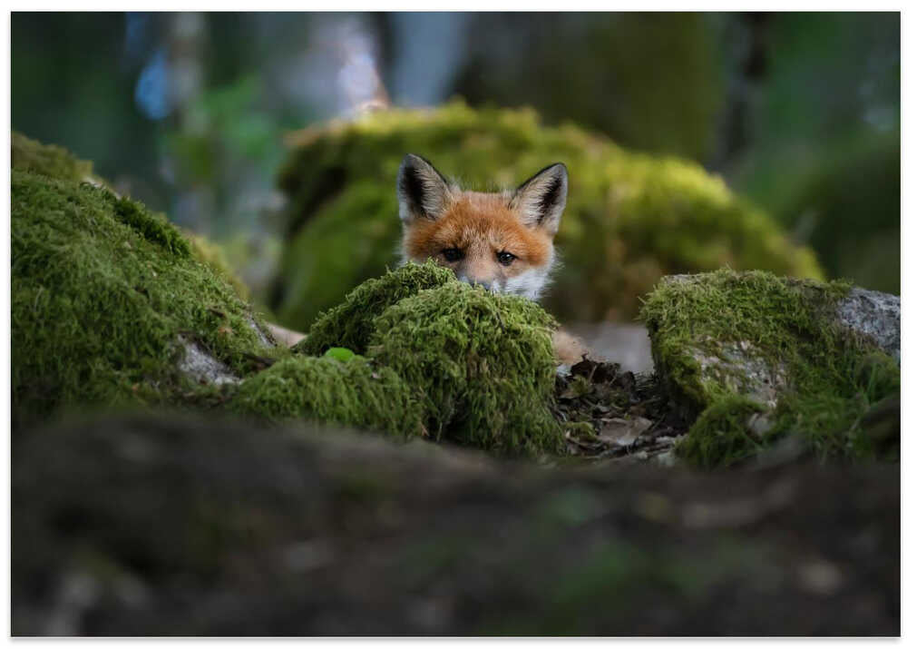 Curious fox