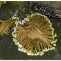 Harvesting national flower