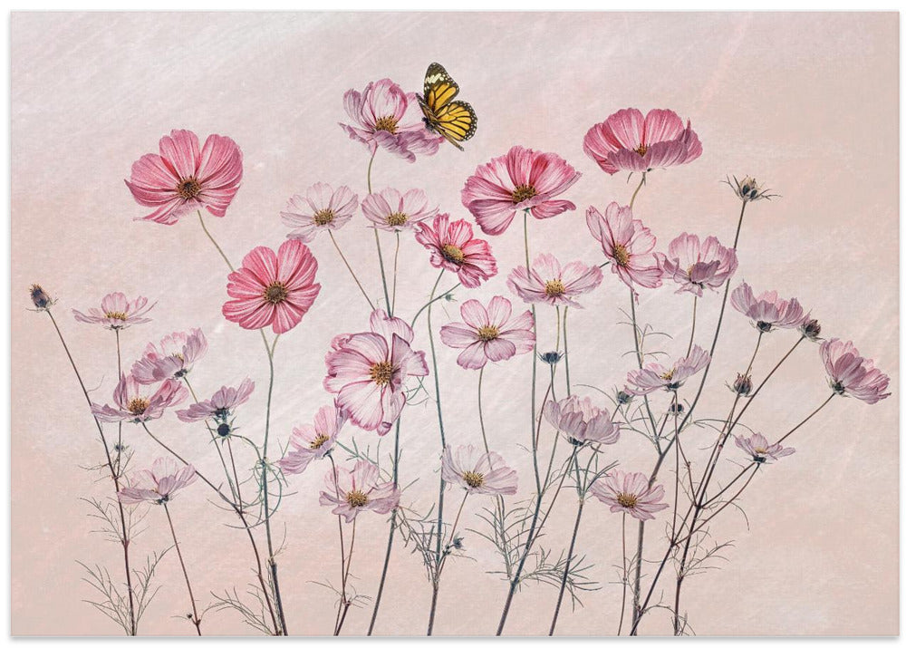 Cosmos and Butterfly