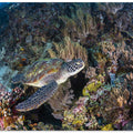 Coral garden and green turtle