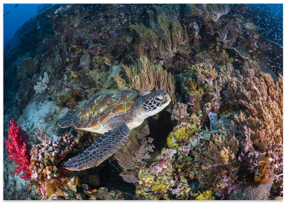 Coral garden and green turtle