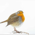 robin in winter