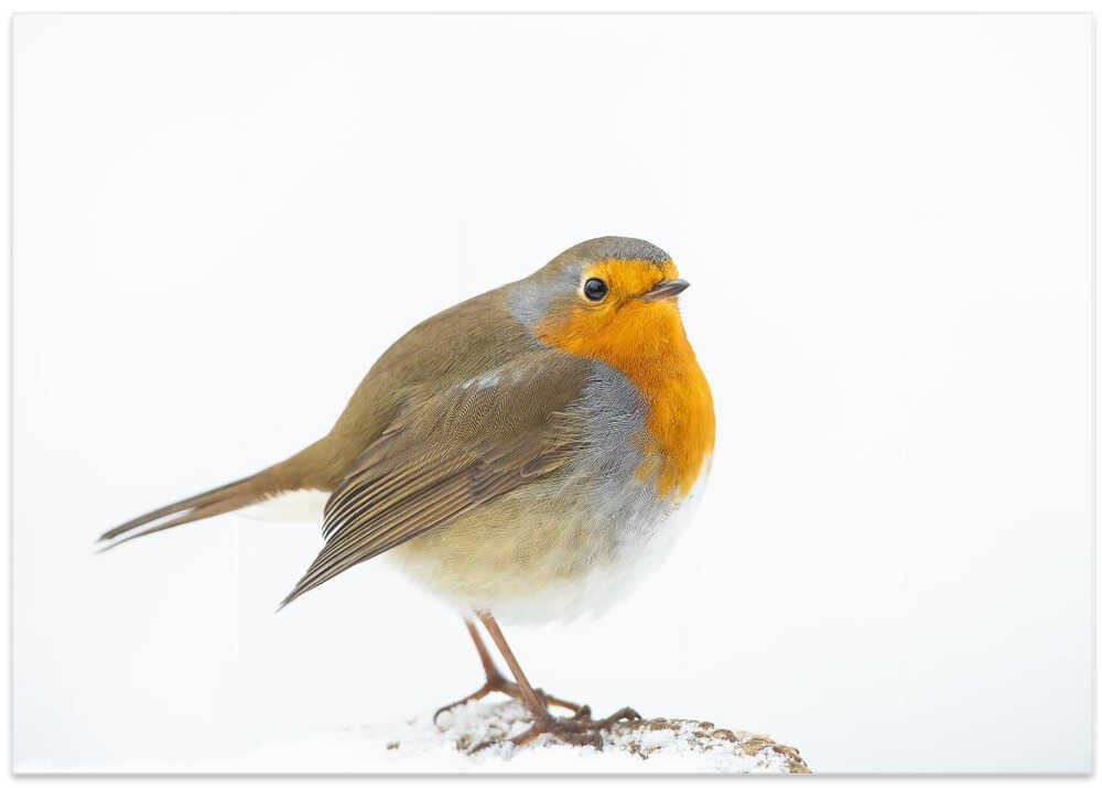 robin in winter
