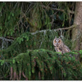 Short eared owl