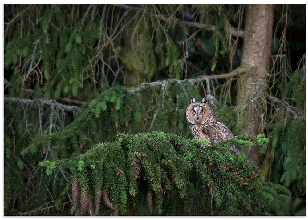 Short eared owl