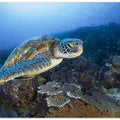 Green sea turtle from Raja Ampat