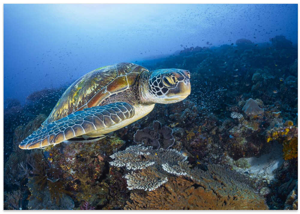Green sea turtle from Raja Ampat